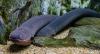 Scientists Finally Figured Out the Bizarre Way Eels Reproduce