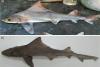 Science The Independent Rare shark species thought to be extinct rediscovered after decades
