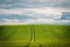 Regenerative Agriculture Gains Scientific Backing for Soil and Climate Benefits