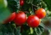 Control over quarantine phytosanitary goods in Armenia and Russia to be enhanced –regulator
