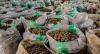 President Tinubu Orders Immediate Ban Of Raw Shea Nut Export