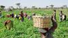 Agric Sector Grew By Only 12% In 5 Years – Report