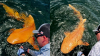 Shark-Sized ‘Goldfish’! Discovery Of A Rare Orange Shark In Costa Rica Sparks Online Buzz