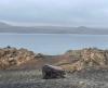 Iceland has mostly avoided misinformation. That may be changing.
