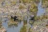 Iraqi buffalo herders wander in search of water