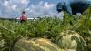 Indiana farmers rely on migrants to put food on your table. Will Trump policies threaten that?