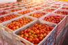 UK firms spent up to £65m on post-Brexit food export licences last year as Labour pledges to scrap scheme