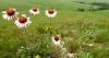 Kansas scientists put AI to work to save prairie