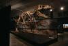 Science Centre Singapore’s largest dinosaur exhibition to open in October