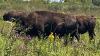 Bison back in Indiana: the IU mascot and the real, majestic animals at a public nature preserve
