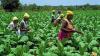 Economist calls for greater investment in Ghana’s agric sector