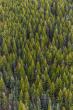 Arkansas’ forest growth outpacing timber harvest, study says