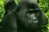 Travel, trek, and transform: Adventure with a cause in Uganda