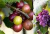 Ready to Pick! Muscadine Grapes Are Ripe at This Arkansas Farm