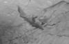 Costa Rica’s Spectral Bats Caught on Camera Hugging and Sharing Meals