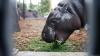 Pygmy hippo Toni says bonjour to France after Berlin exit