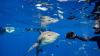 Florida beaches dominate top 10 list of shark attacks in the U.S. since 1642: Report
