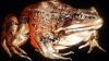 How AI is helping a San Diego scientist repopulate a native frog
