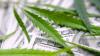 32 Attorneys General Tell Congress to Pass SAFER Banking for Cannabis