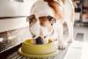 Raw dog, cat food recalled in Kansas over possible salmonella and listeria contamination