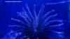 New California Academy of Sciences research could help sea star recovery along Bay Area coastline