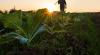 Sahel Capital On Track To Grow Africa’s Next Agricultural SMEs With $10M Investment From Mastercard Foundation