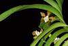 After 160 years, an old drawing leads scientists to a long-lost Sri Lanka orchid