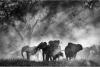 ‘Ghost Elephants’ Review: Werner Herzog’s Angolan Adventure Survives Its Weak Protagonist