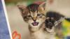 Inside Arizona Humane Society's mission to save kittens