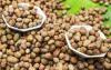 Agri-food project takes off with rich postgraduate intake