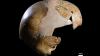Science CNN Earliest evidence of interbreeding between Neanderthals and Homo sapiens discovered
