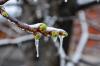 Chilean agricultural industry assesses frost damage in cherry-growing regions