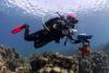 CCMI & Little Cayman Research Centre’s Science in Focus