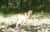 Lions Roar Back: Camera Traps Capture First Cubs in Decades in North-Eastern Central African Republic