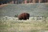 Science AFP Bison herds 'reawaken' Yellowstone's prairies
