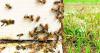 Scientists identify high viral loads, mite resistance as key factors in recent honey bee losses