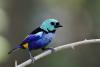 Brazil’s Atlantic Forest still losing ‘large amounts’ of mature forest, despite legal protection