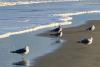 A Guide to the Gulls of Delaware