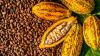 Fiji and PNG chambers explore new trade opportunities in agriculture and cocoa