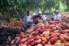 Redefining the Cocoa Trade and Nigerian Agriculture