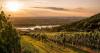 Wine with Leslie: Marking the end of summer with Austrian wines