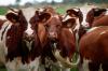 France sees sharp drop in lumpy skin disease outbreaks in livestock