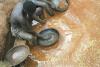 Will Zimbabwe’s Small Scale Miners Keep Up With Mercury Free Mandate?