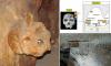 Scientists are BAFFLED by a mysterious skull found fused to a cave wall - as analysis reveals it's NOT human or Neanderthal