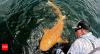 Never-before-seen orange shark caught in Costa Rica; stuns scientists
