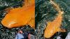 In Pictures- Rare Bright Orange Shark Discovered In Costa Rica; Scientists Explain Reasons Behind Its Genetic Conditions