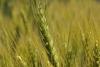 Recent Rains Improve Argentina Wheat Conditions, Exchange Says