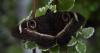 Rare African moon moths hatch in Bulgaria