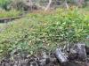 DRC: Reforesting Sites Once Used by War Displaced People