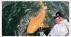 Rare bright orange shark caught off Costa Rica’s Caribbean Coast